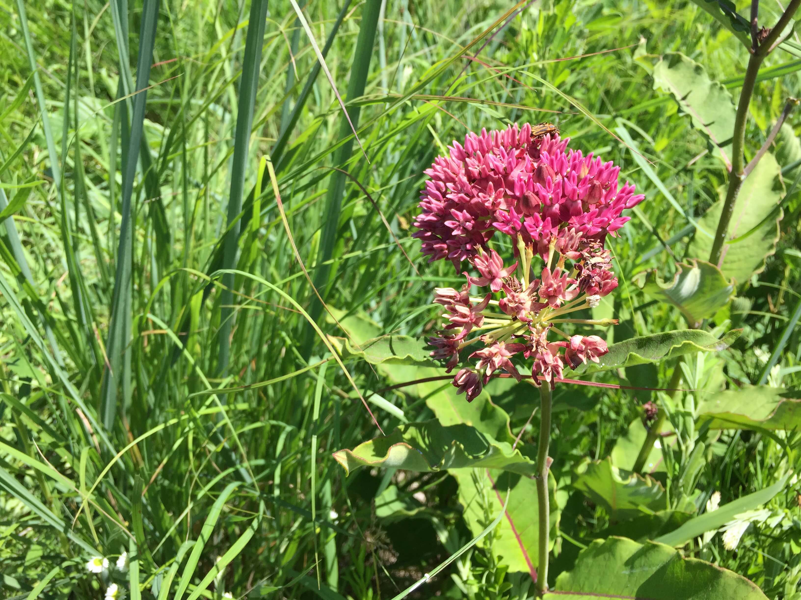 Pink common milkweed bloom.