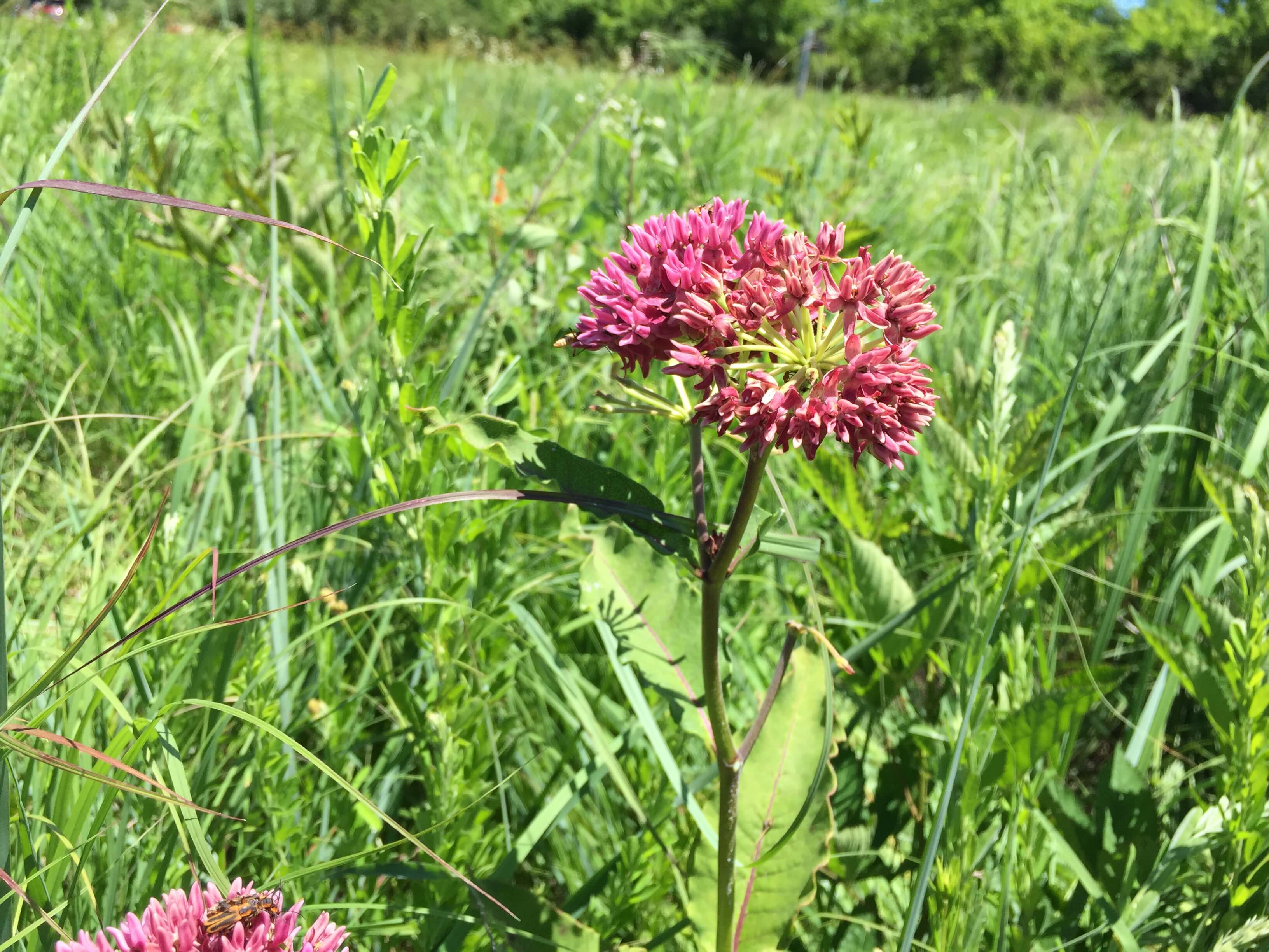 Pink common milkweed bloom.