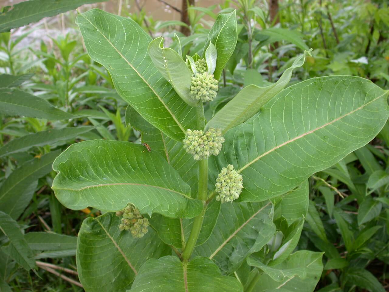 Common Milkweed Buds Common Milkweed Buds