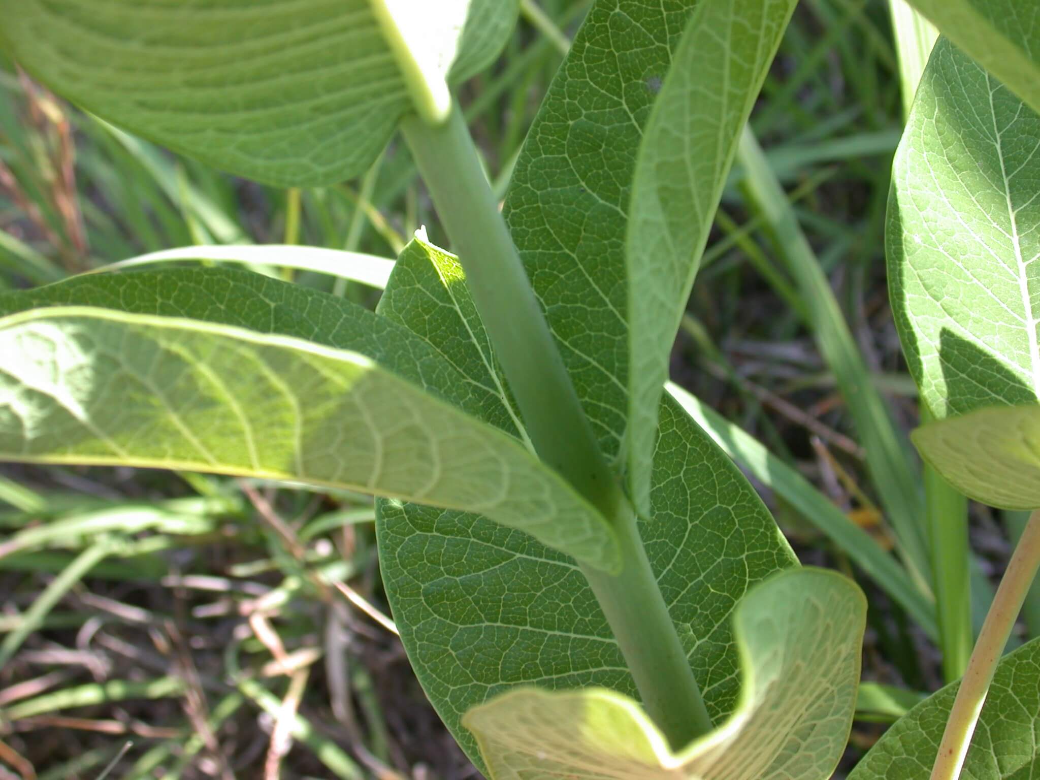 Common Milkweed Stem