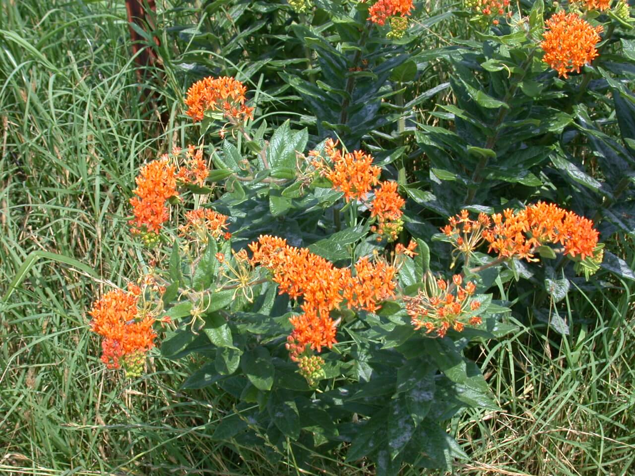 Milkweed butterfly booms are orange.