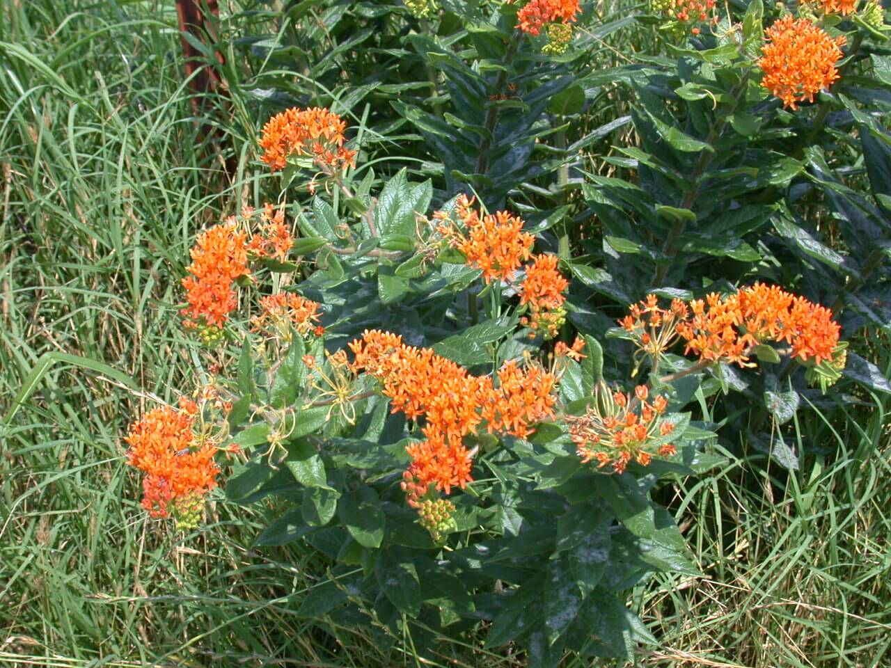 Milkweed Butterfly Milkweed butterfly booms are orange.