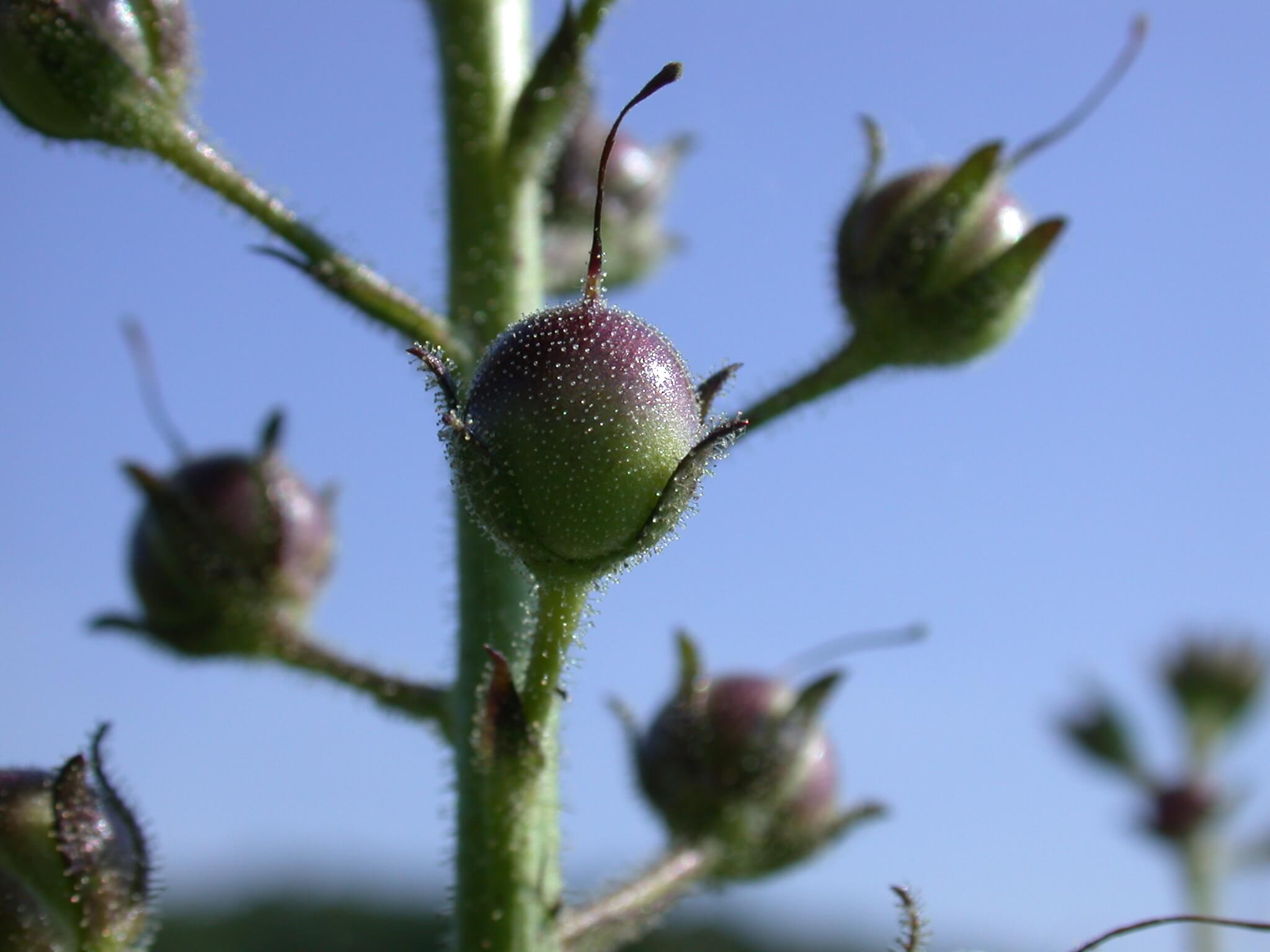 Moth Mullein Seed Pod