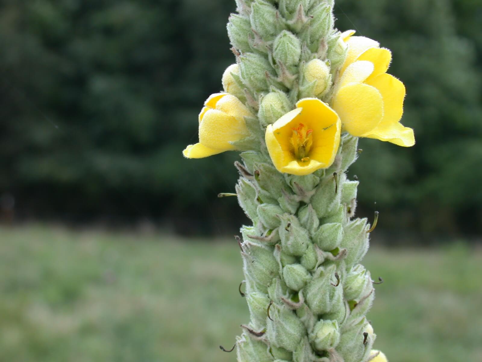 This mullein flower is yellow.