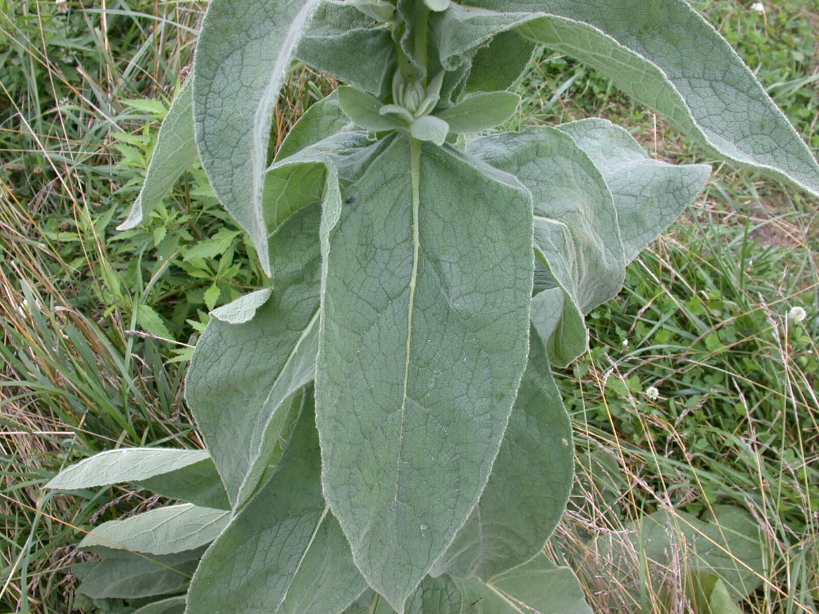 Mullein Leaf