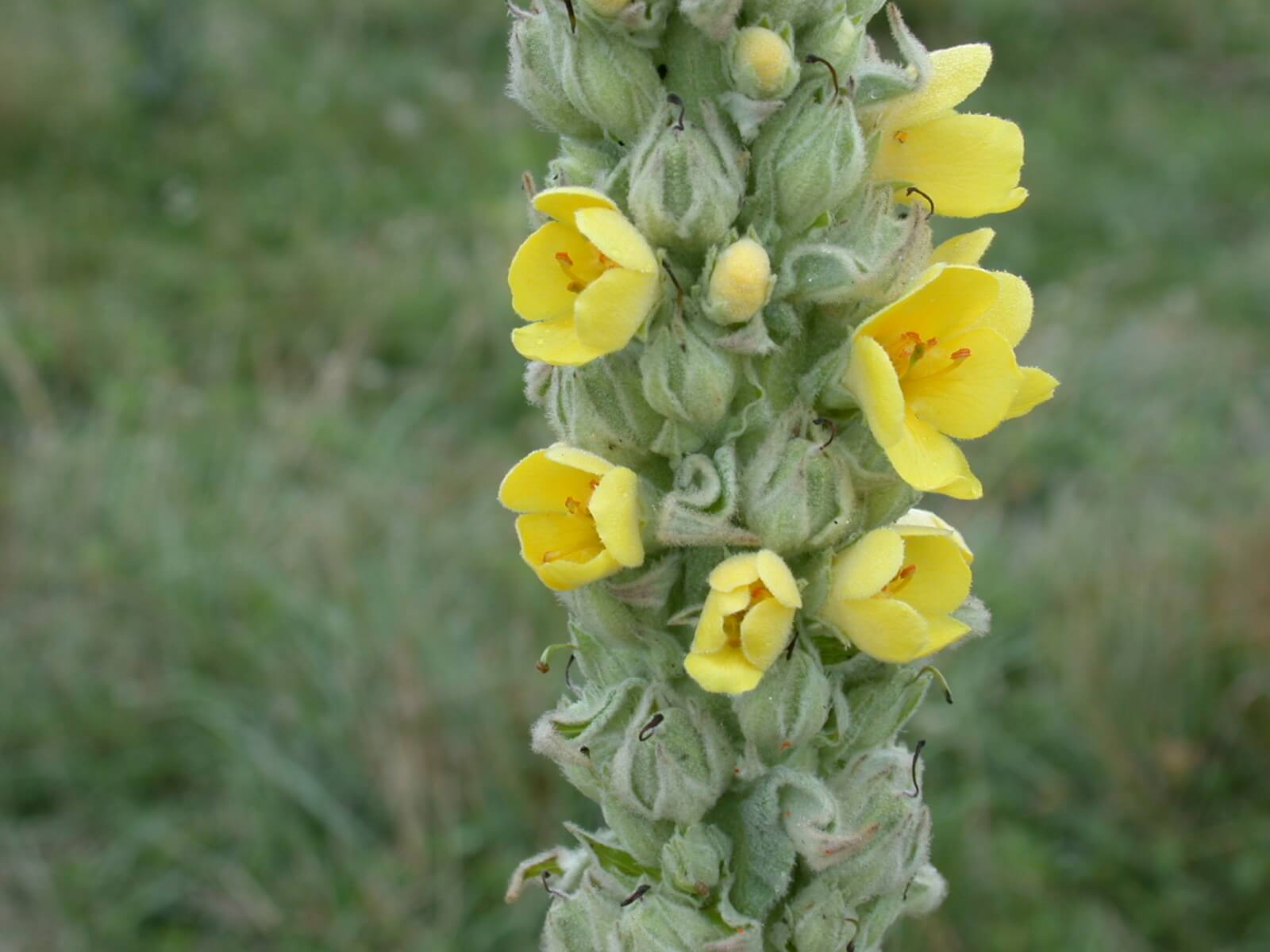 Mullein Seedhead