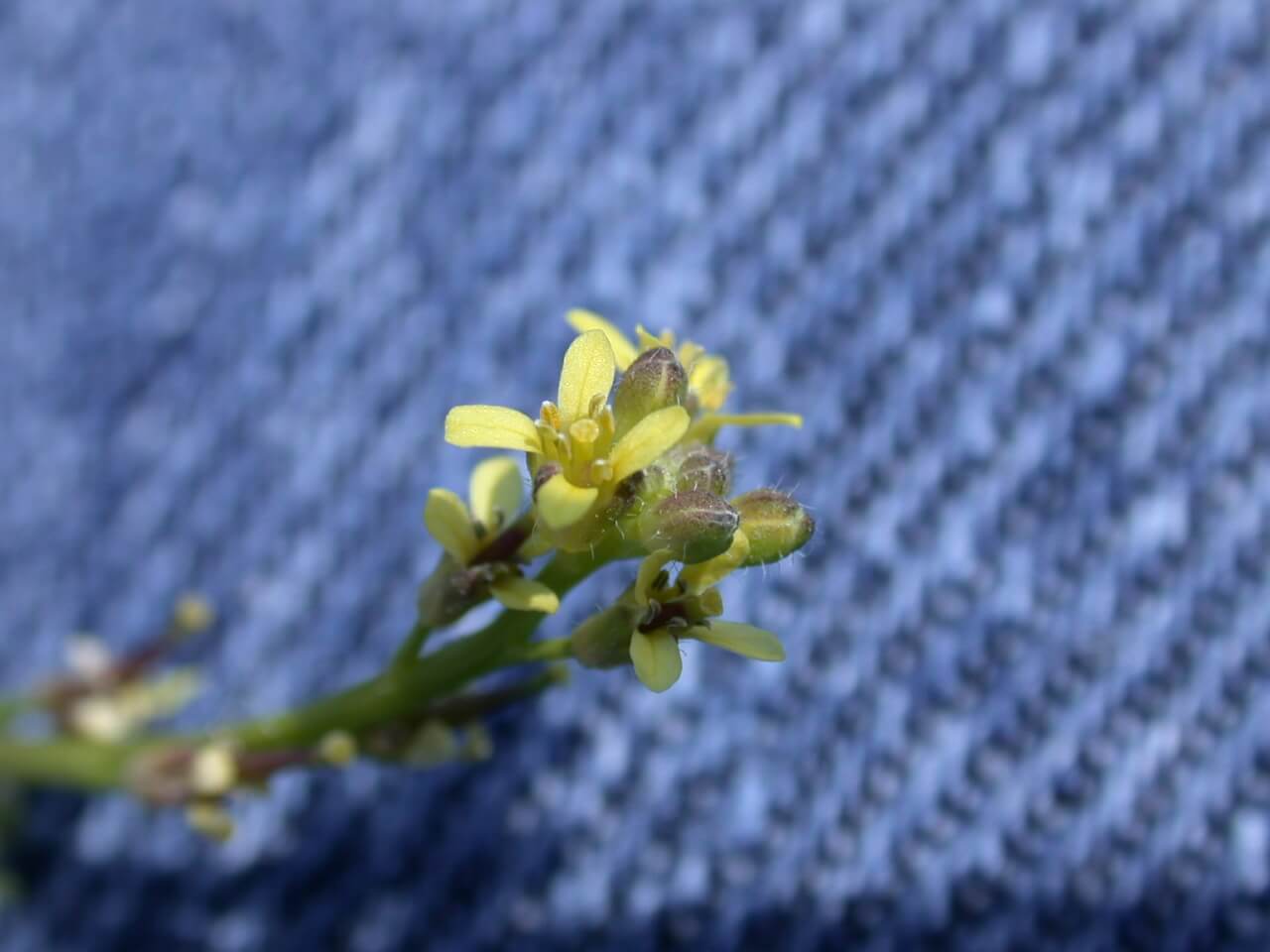 Hedge mustard blooms are yellow.