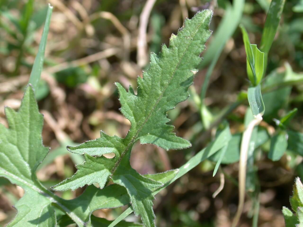 Hedge Mustard Leaf