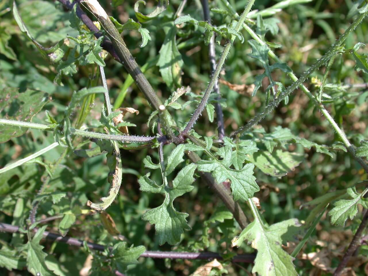 Hedge mustard plants have thorny stems.