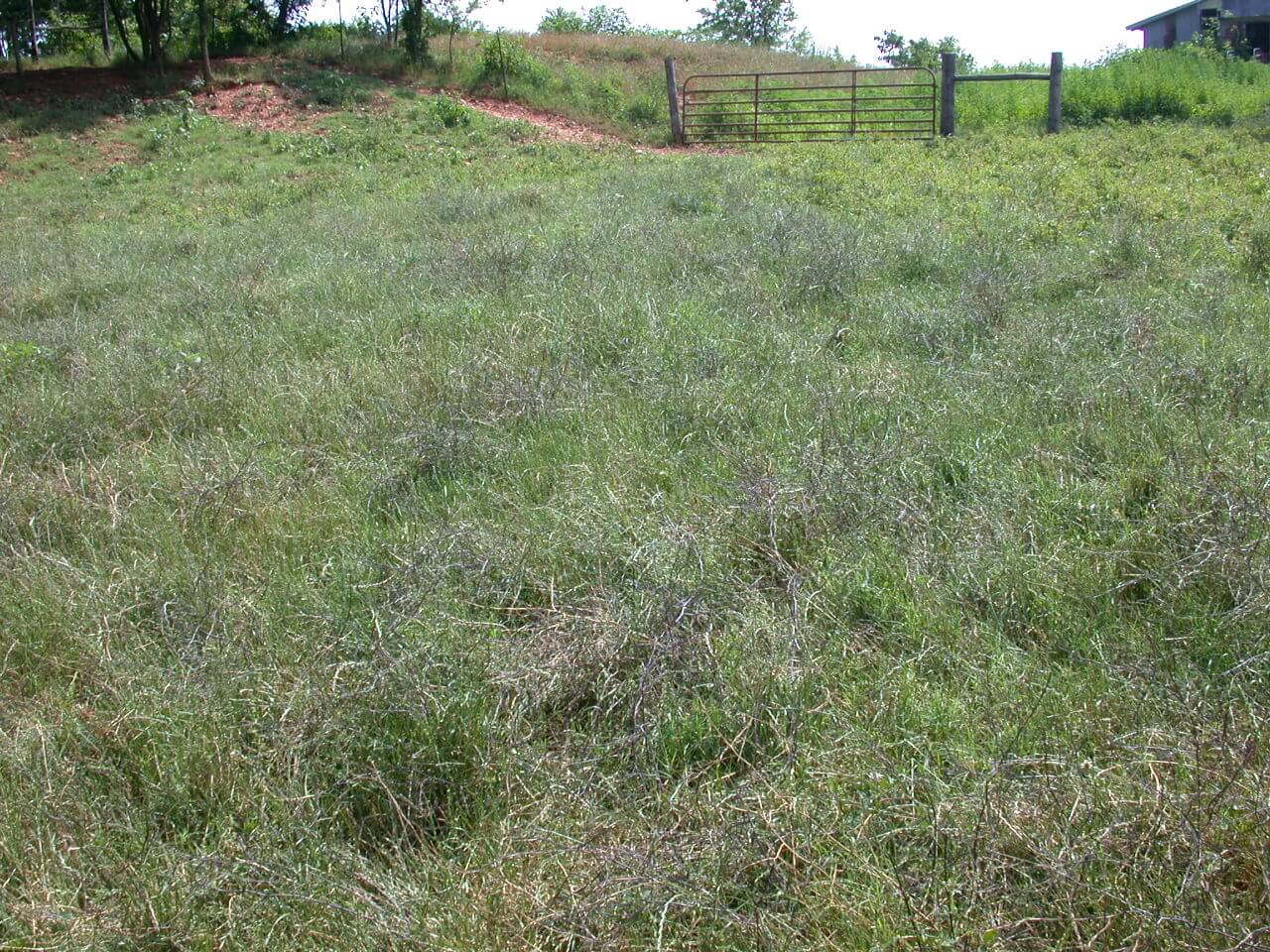 Field view of hedge mustard plants.