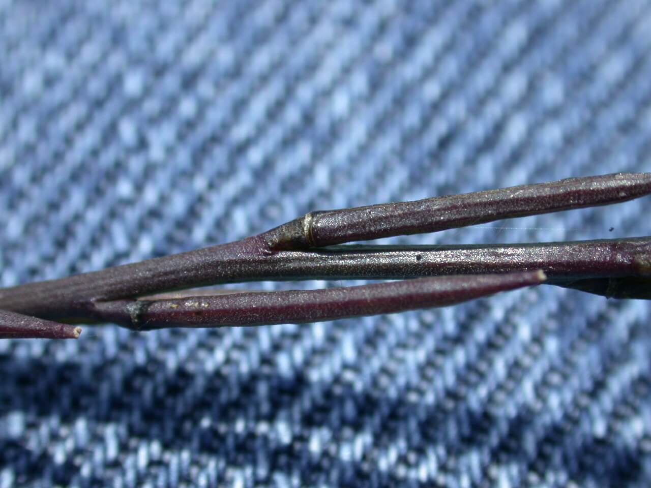 Hedge mustard seedpods are long and purple.