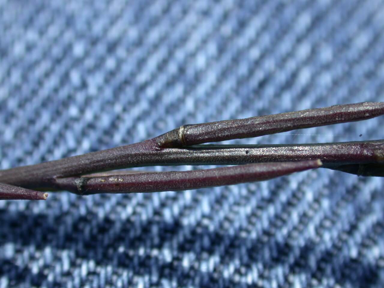 Hedge mustard seedpods are long and purple.