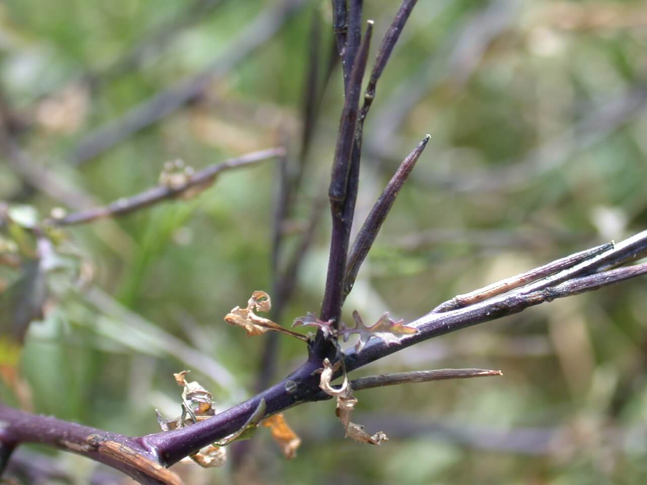 Hedge mustard seedpods are long and purple.