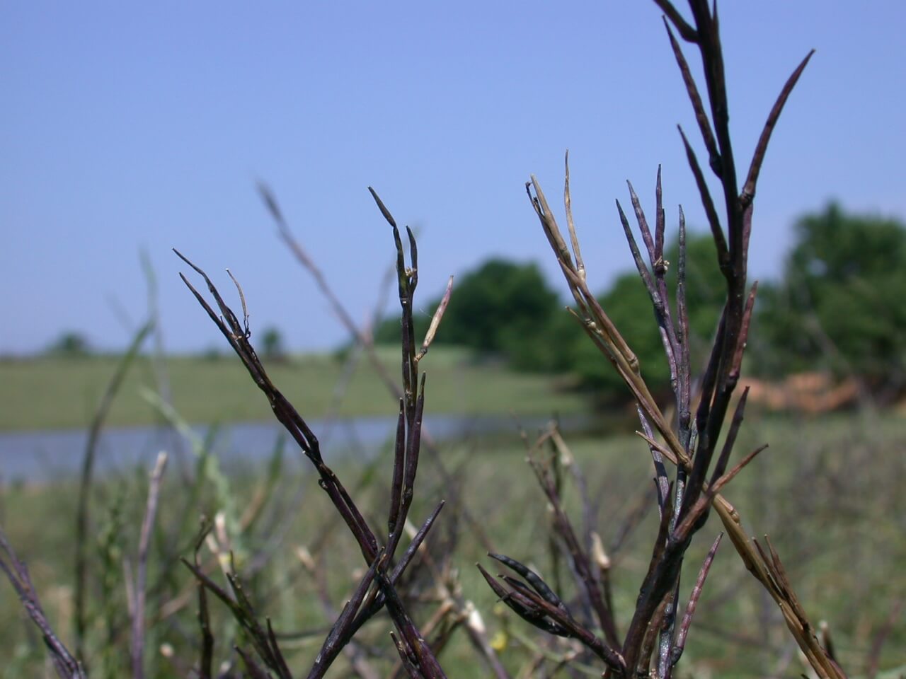 Hedge mustard seedpods are long and purple.