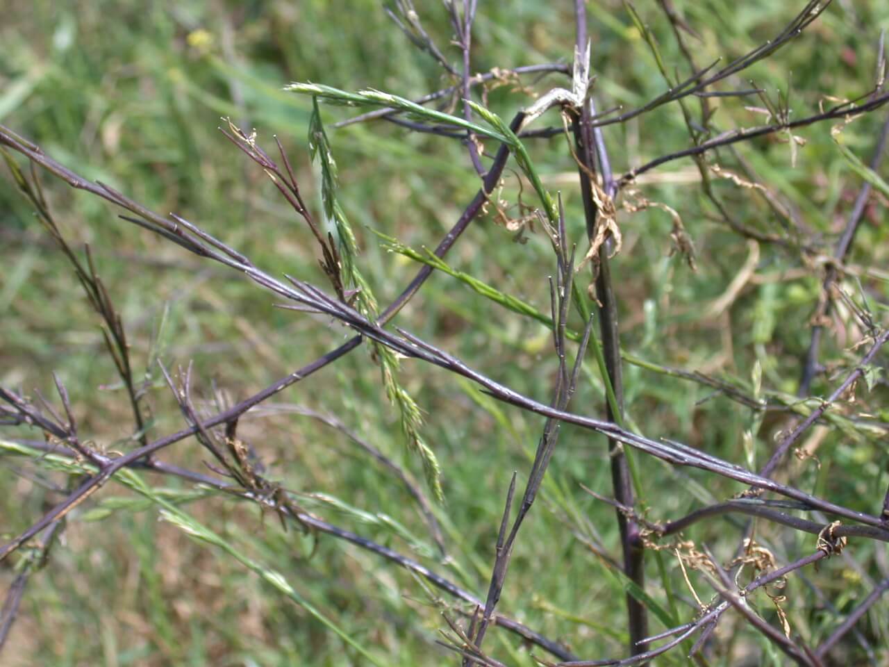 Hedge Mustard Stem