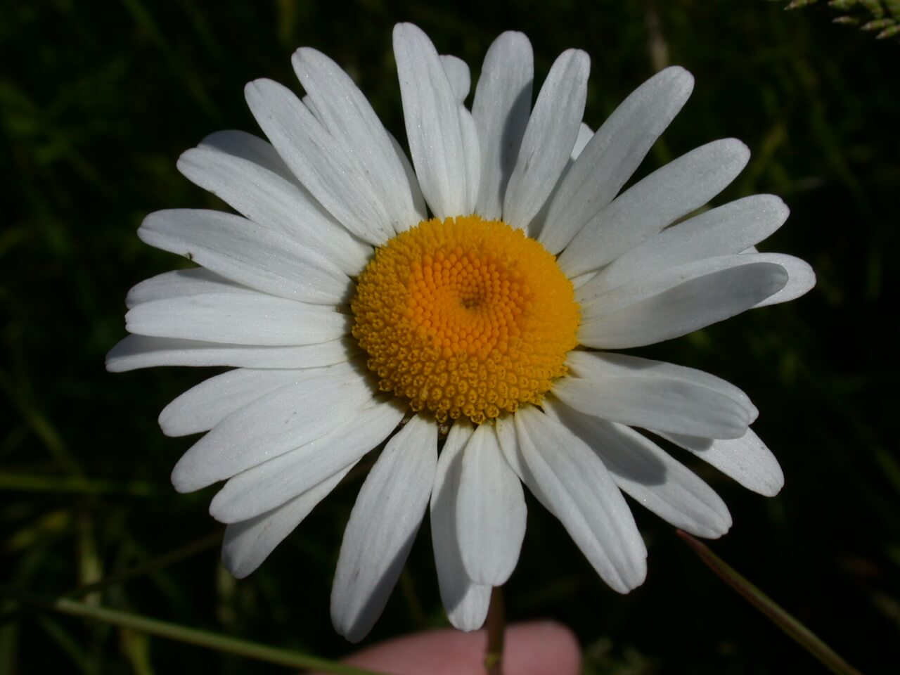 Oxeye Daisy Bloom