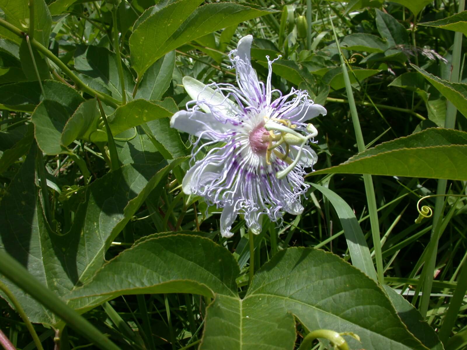 Maypop passion flowers are purple with white pedals and long, thin, curly light purple pedals.