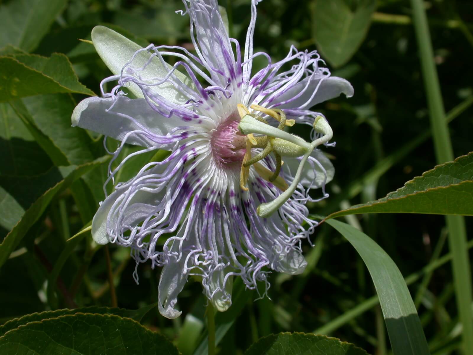 Passion Flower