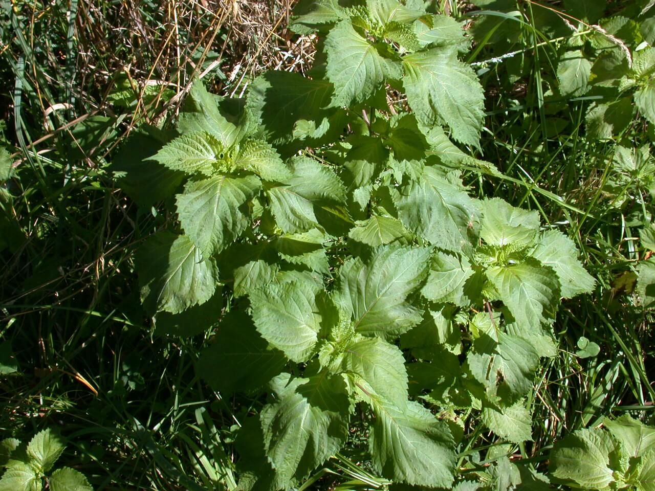 Perilla Mint Plant