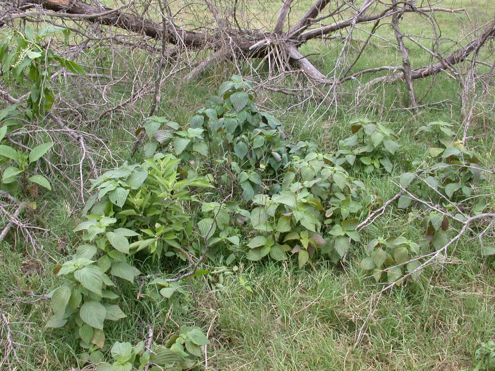 Perilla Mint Plant