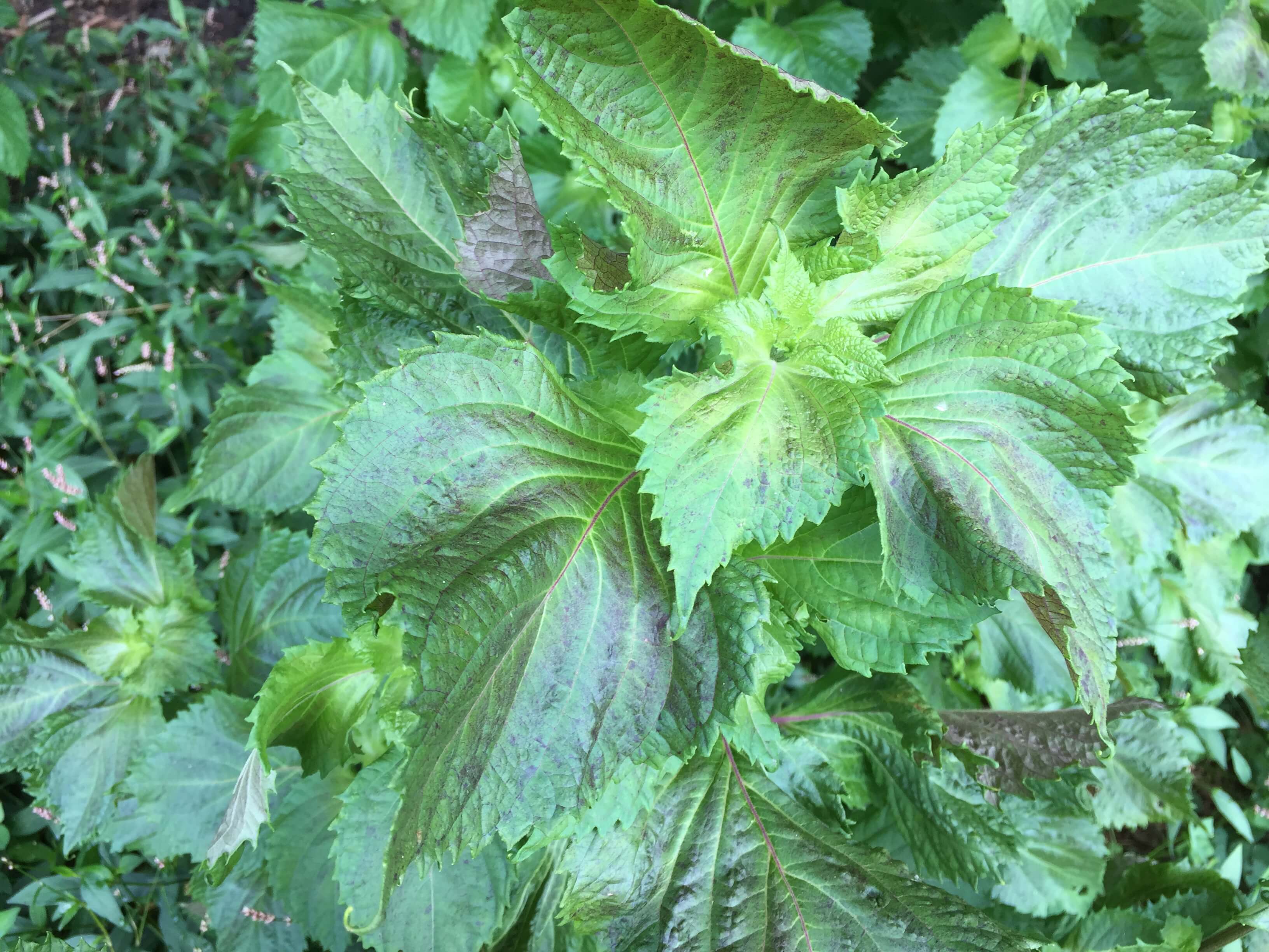 Perilla Mint Plant