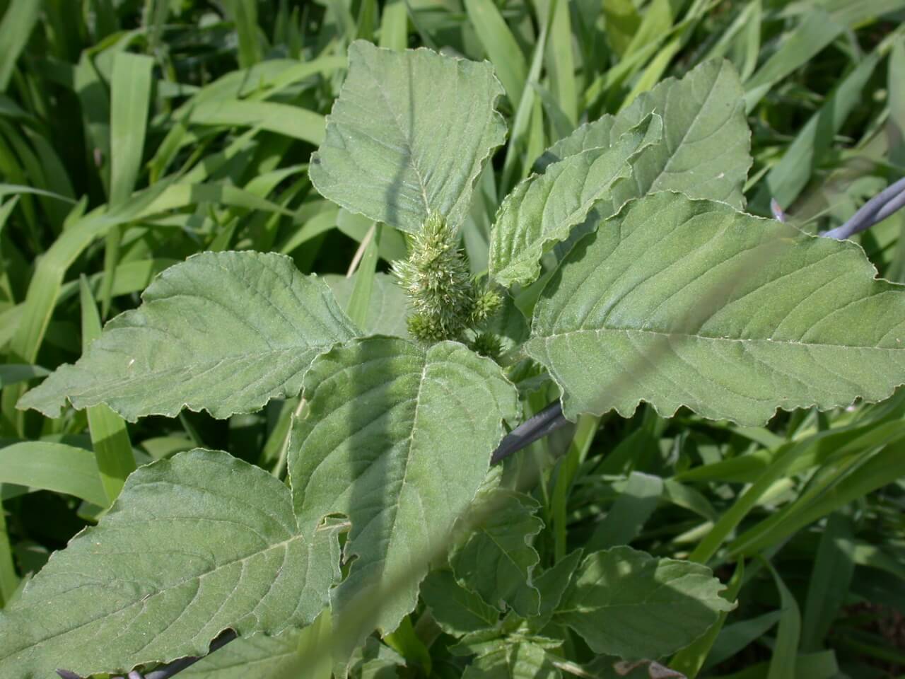 Redroot Pigweed