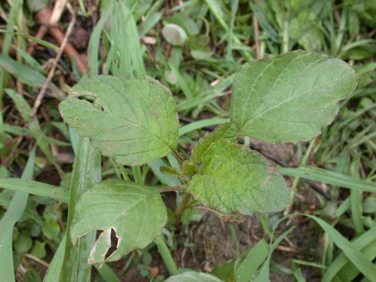 Redroot Pigweed Seedling