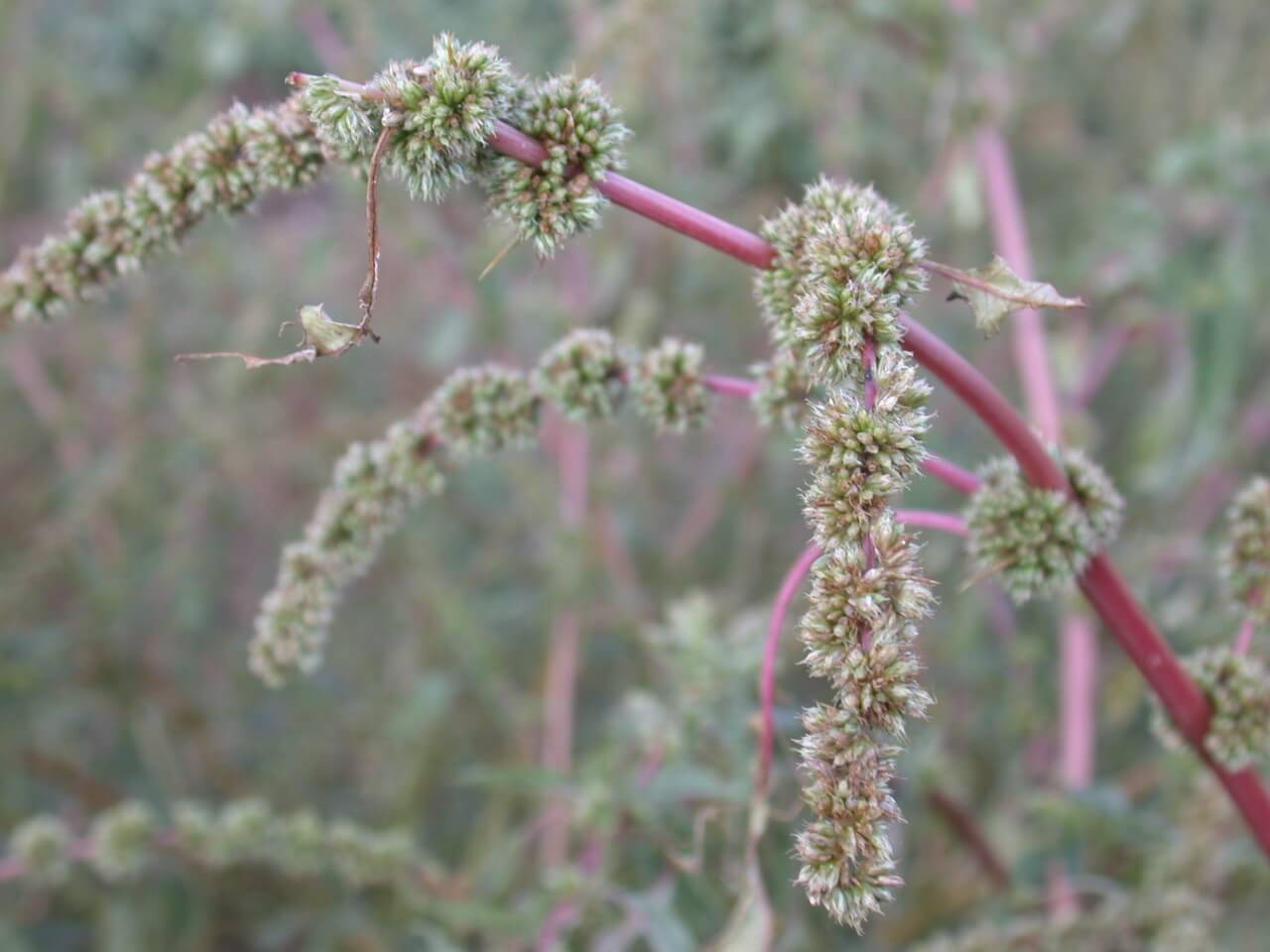 Redroot Pigweed Heads