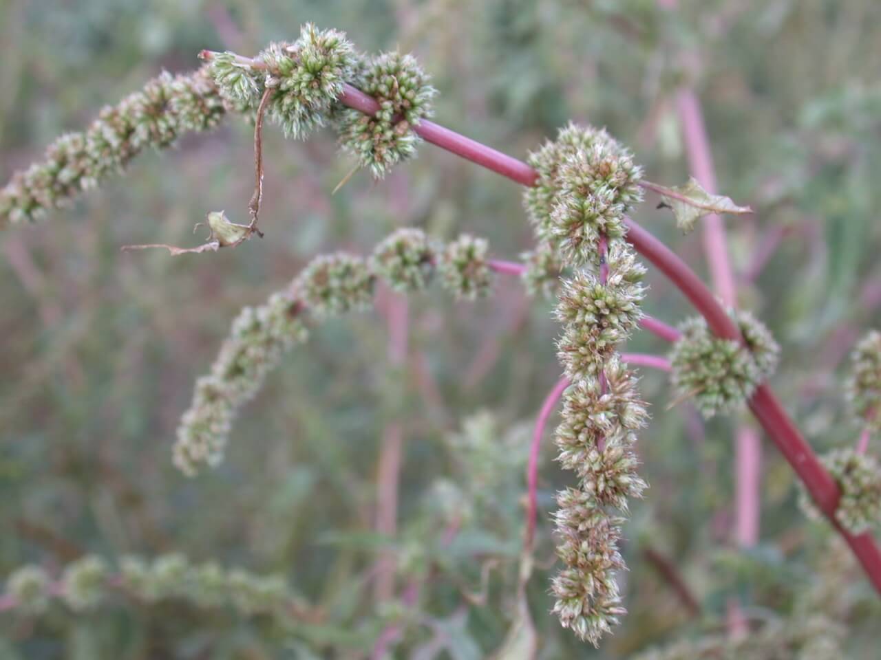 Redroot Pigweed Heads