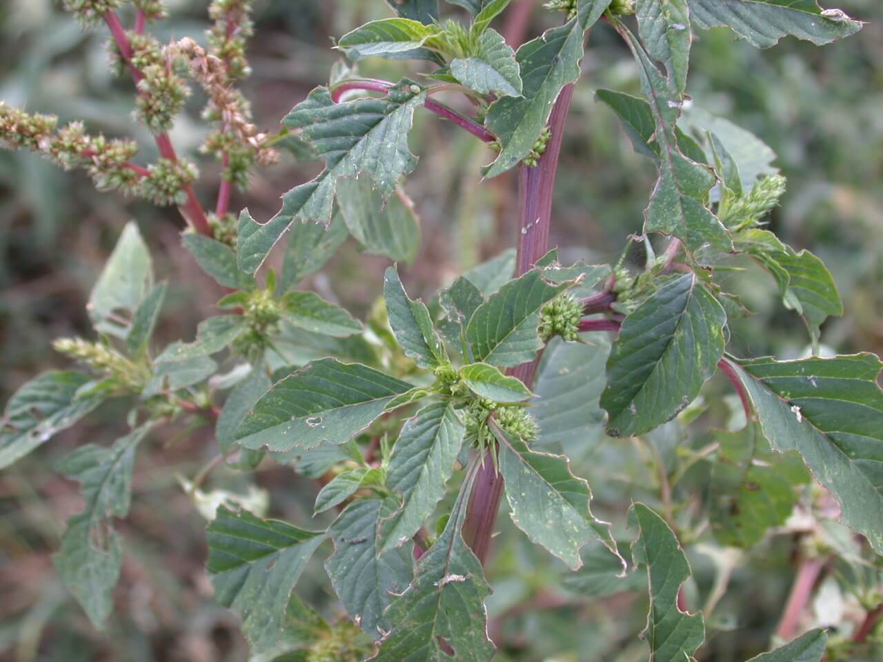 Redroot Pigweed Leaves