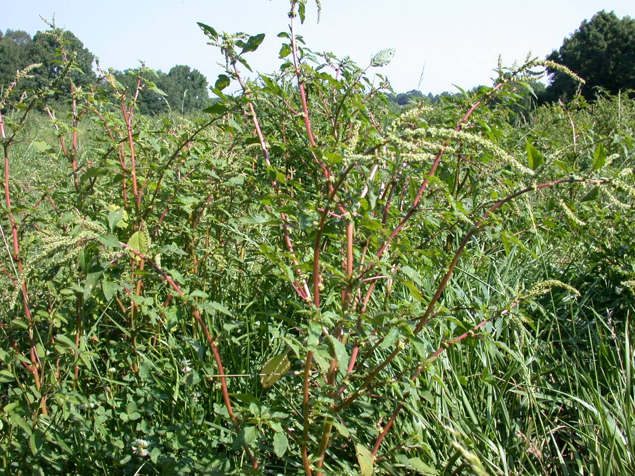Redroot Pigweed Plant