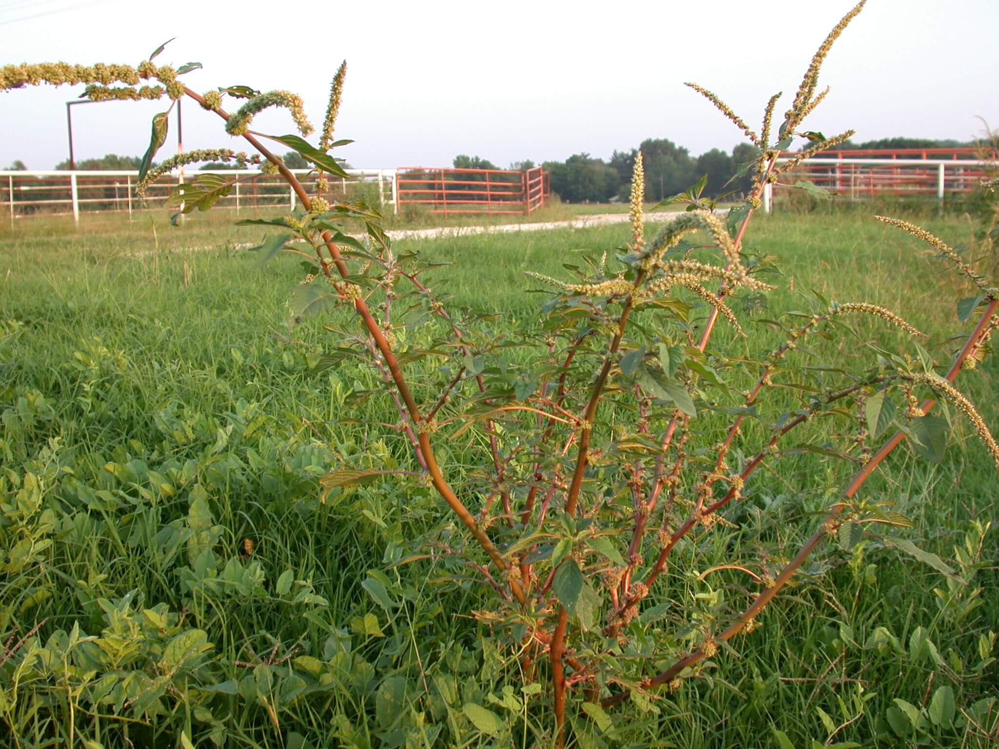 Redroot Pigweed Plant