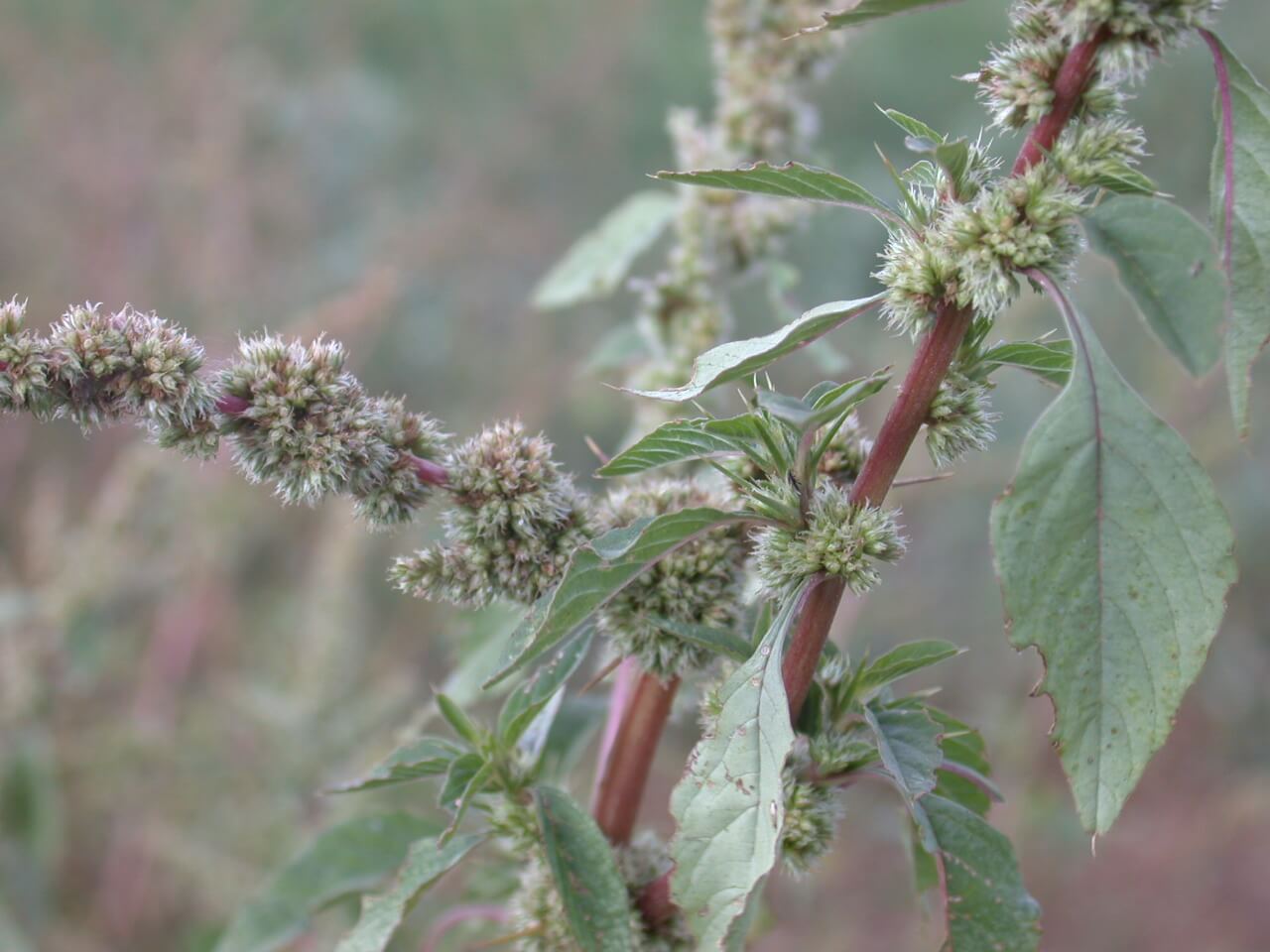 Spiny Pigweed