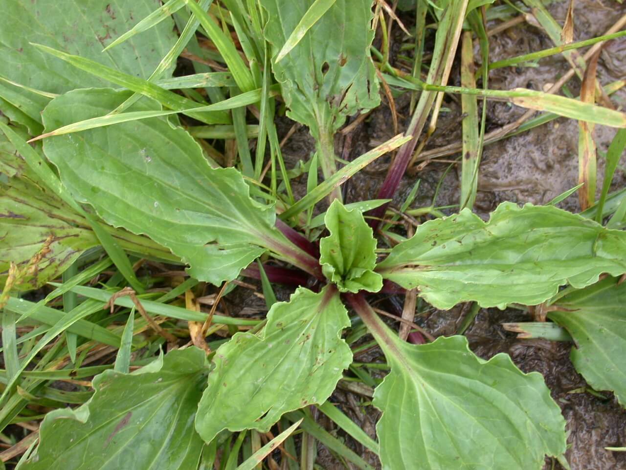 Broadleaf Plaintain