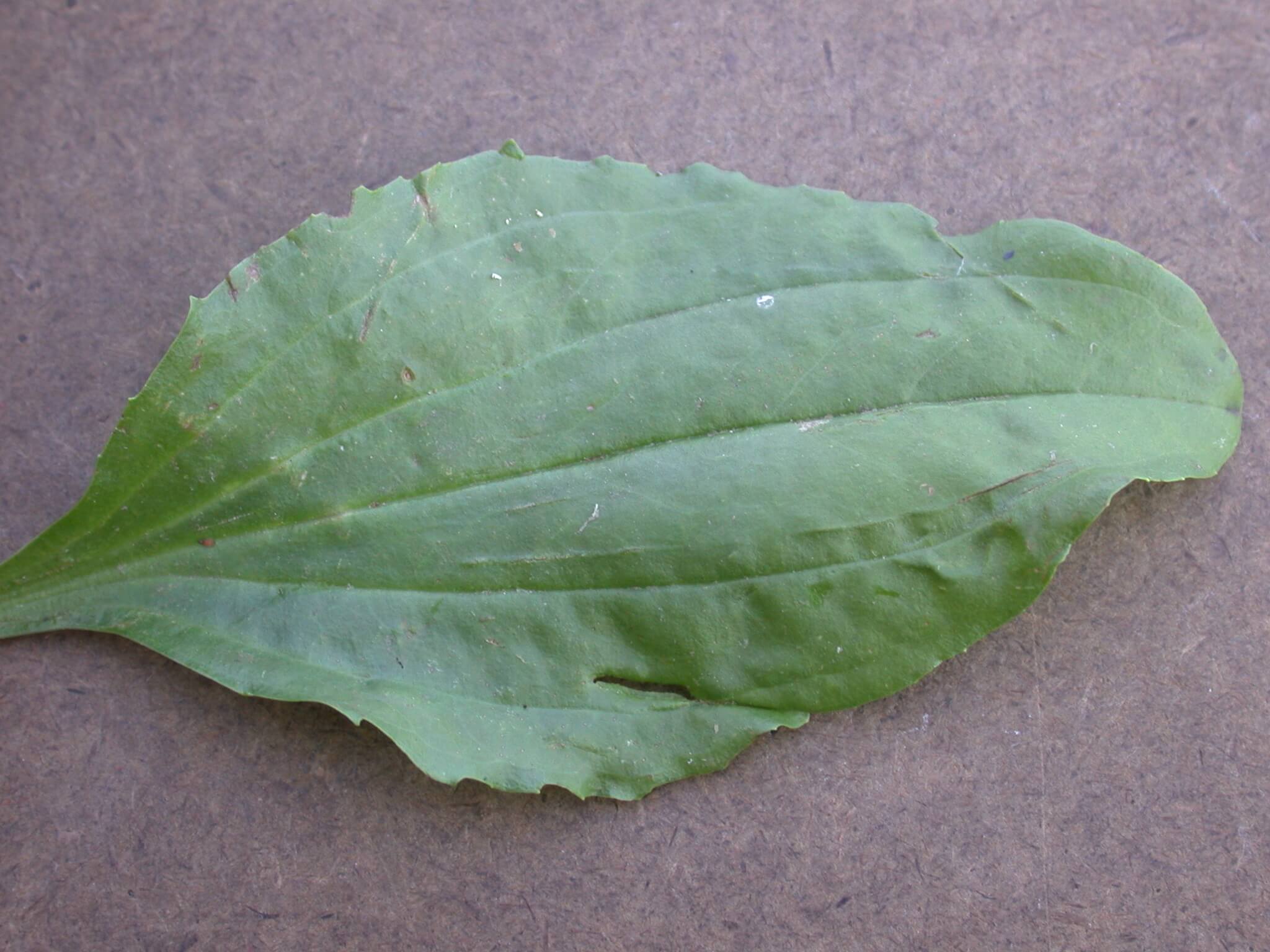 Broadleaf Plaintain Leaf