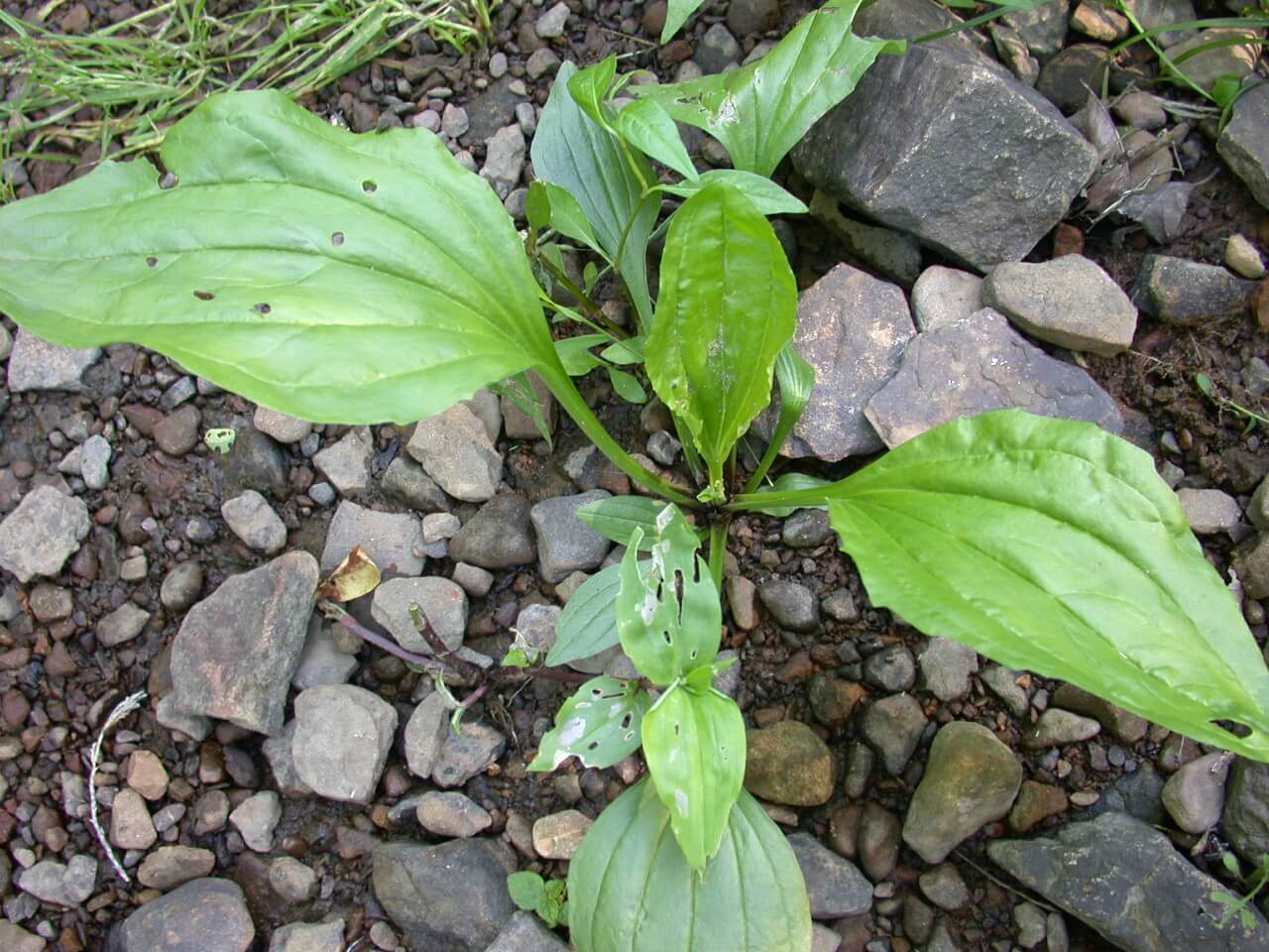 Broadleaf Plaintain Leaf