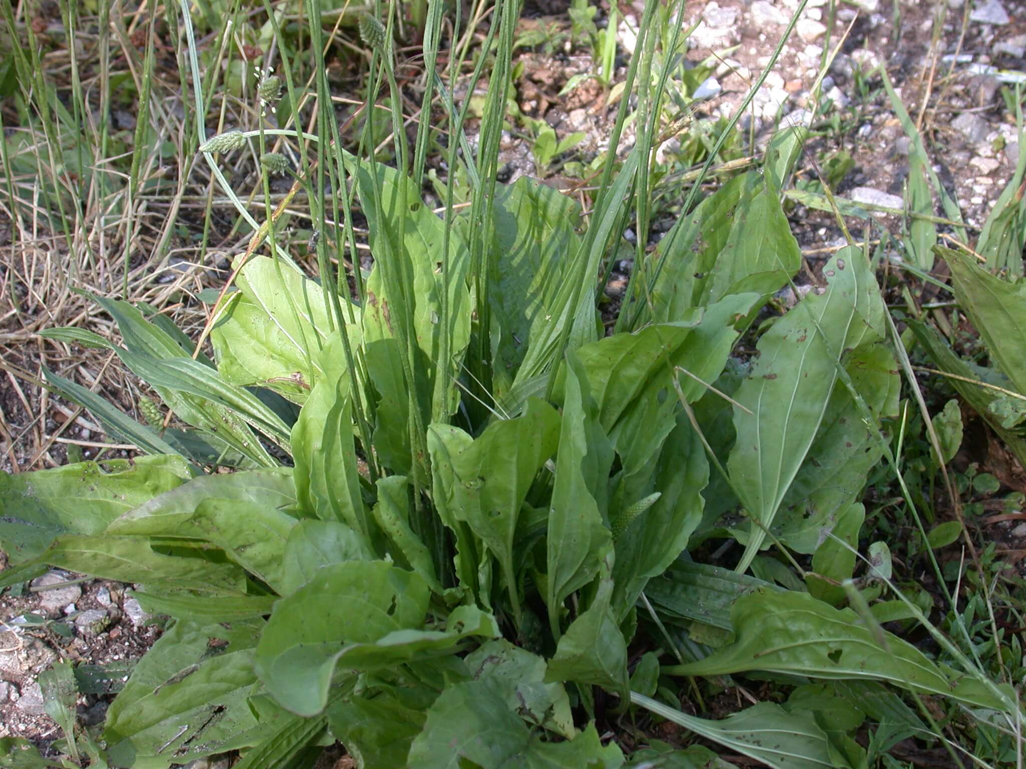 Broadleaf Plaintain Plant Base