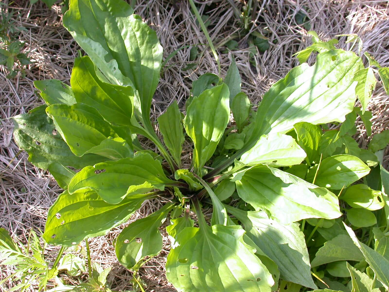 Broadleaf Plaintain Rosette