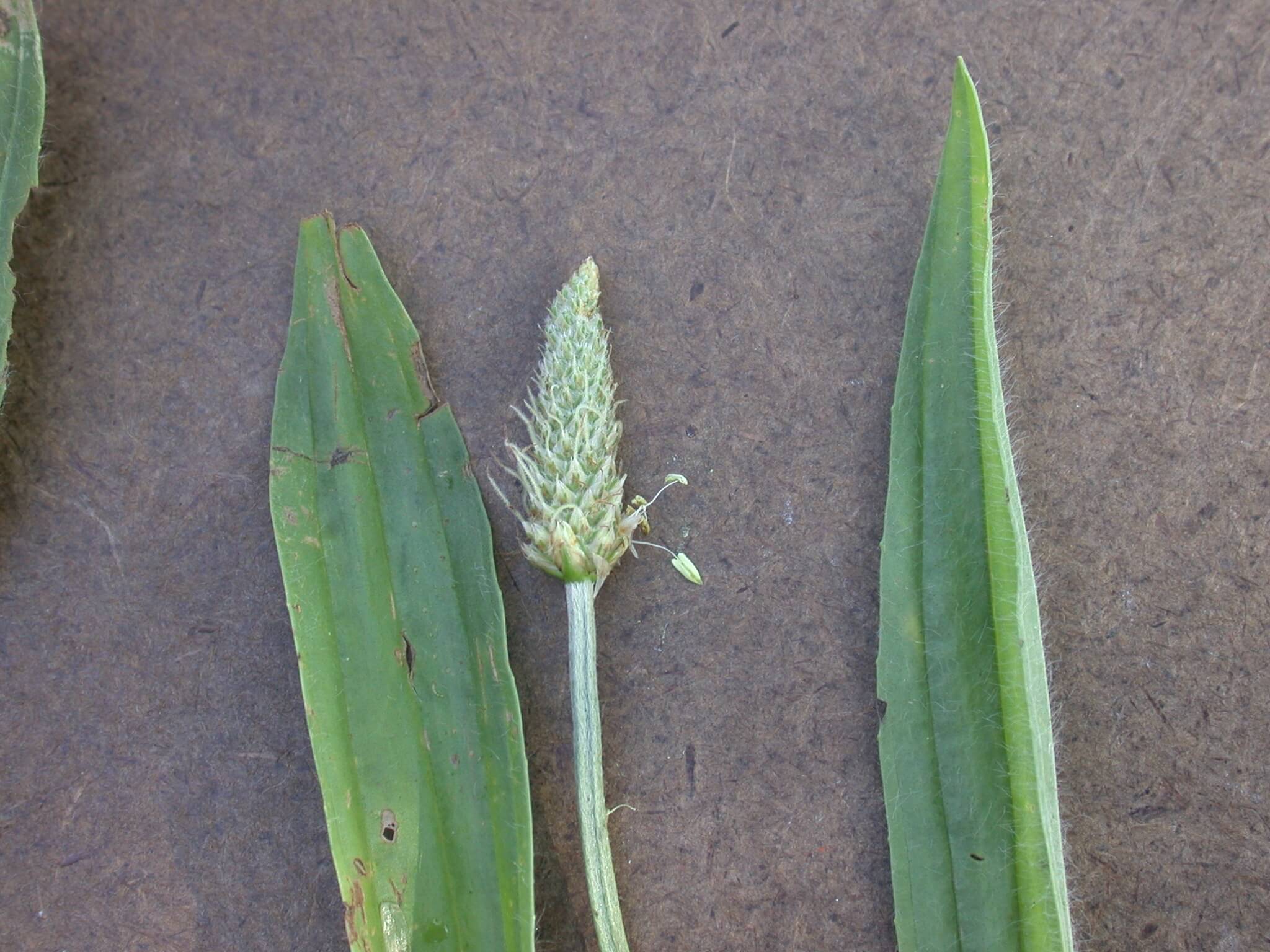 Broadleaf Plaintain Head