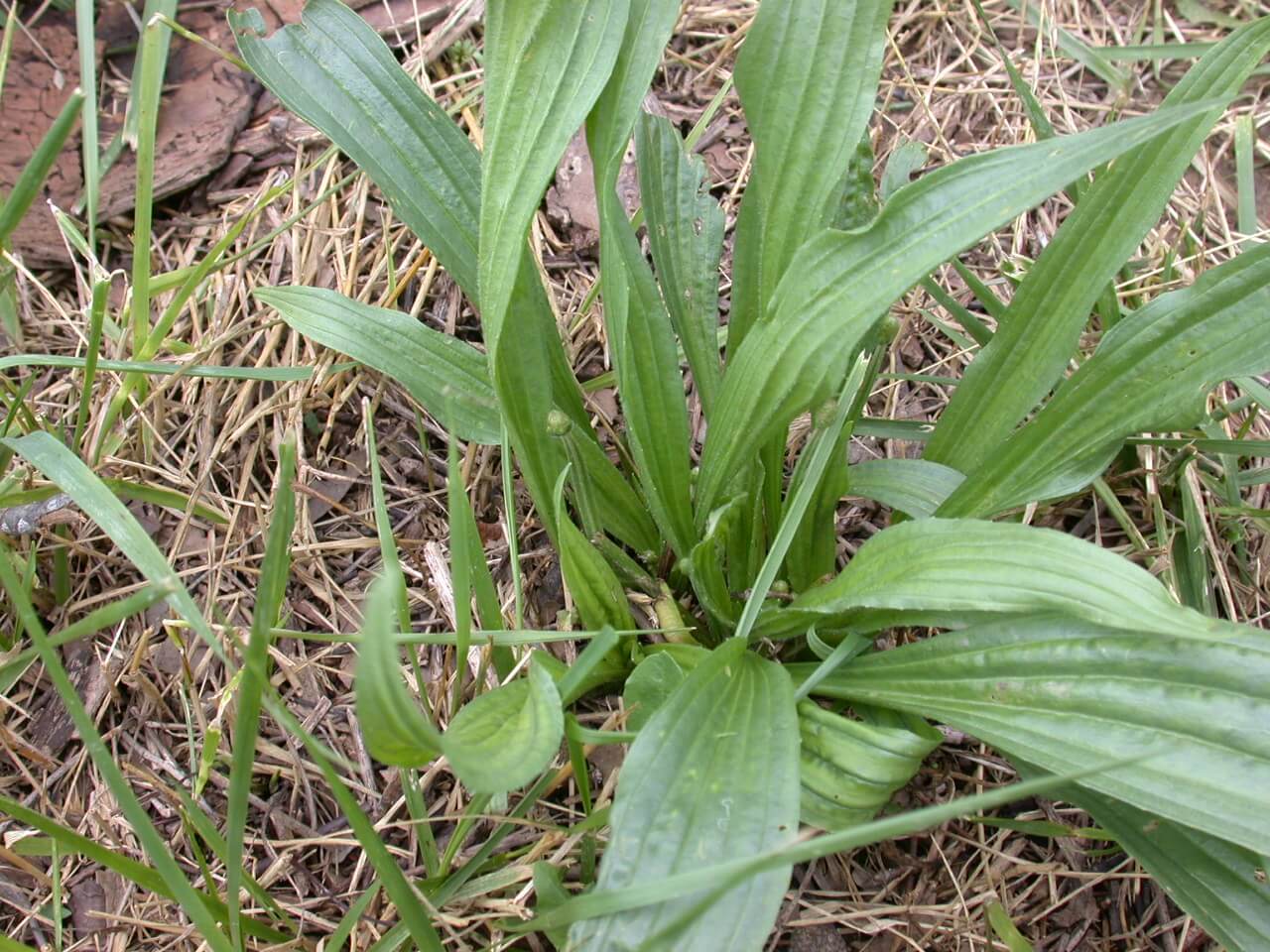 Broadleaf Plaintain