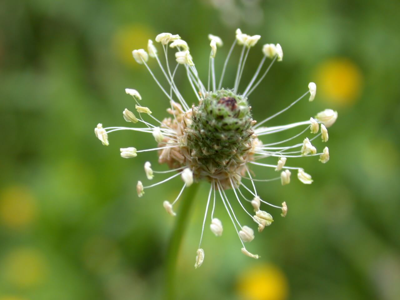 Broadleaf Plaintain Bloom