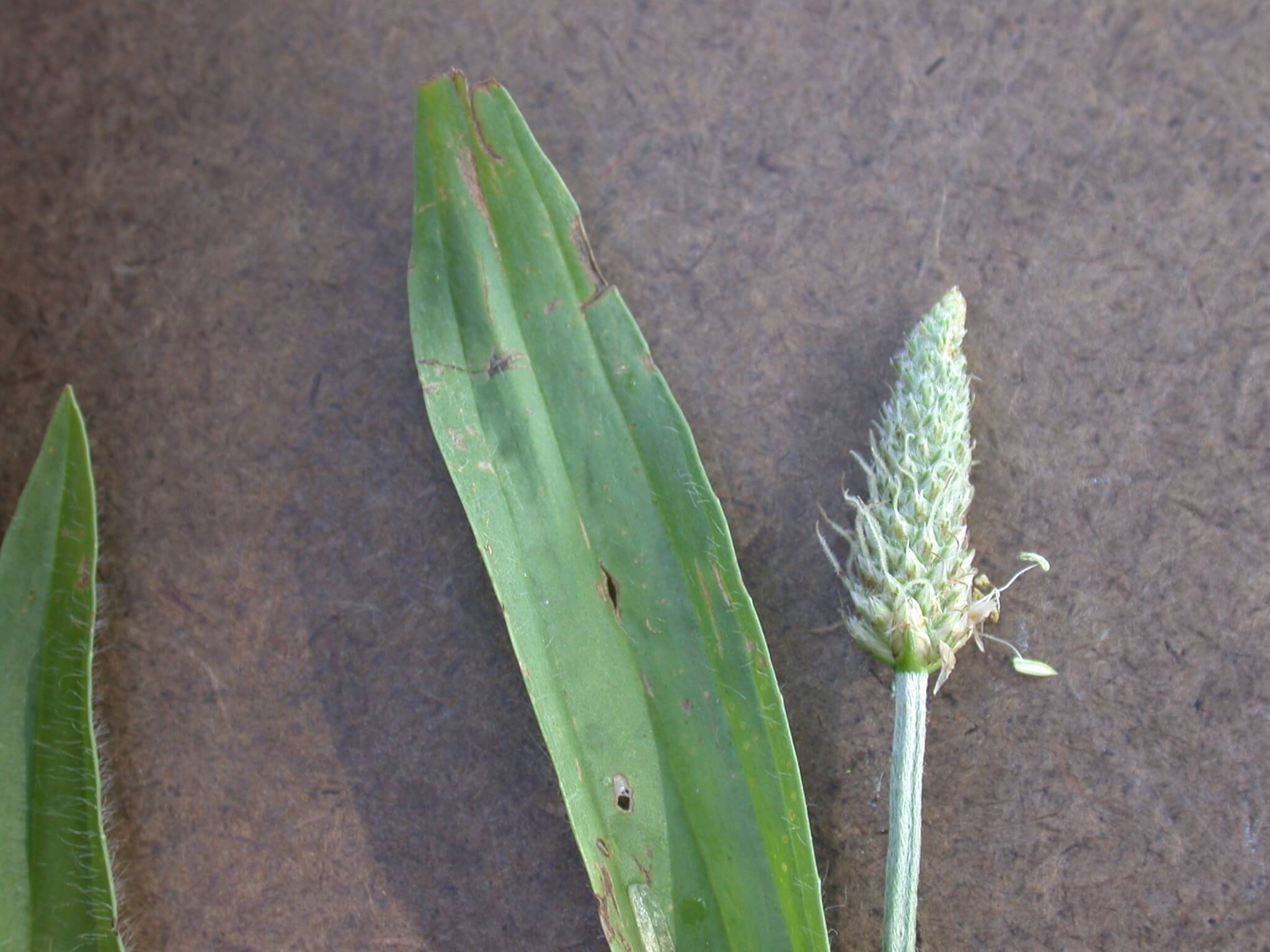 Broadleaf Plaintain Head