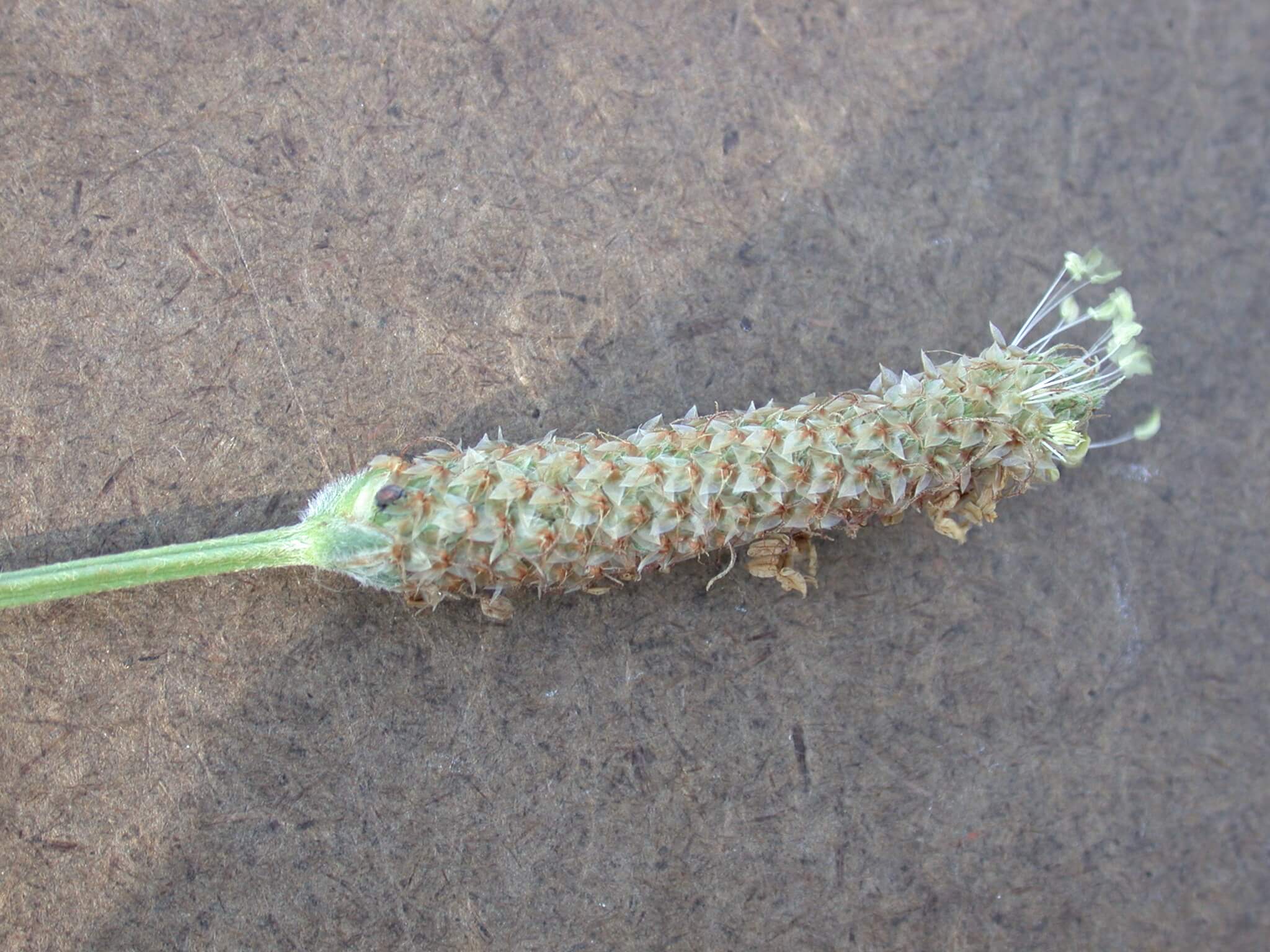 Broadleaf Plaintain Head