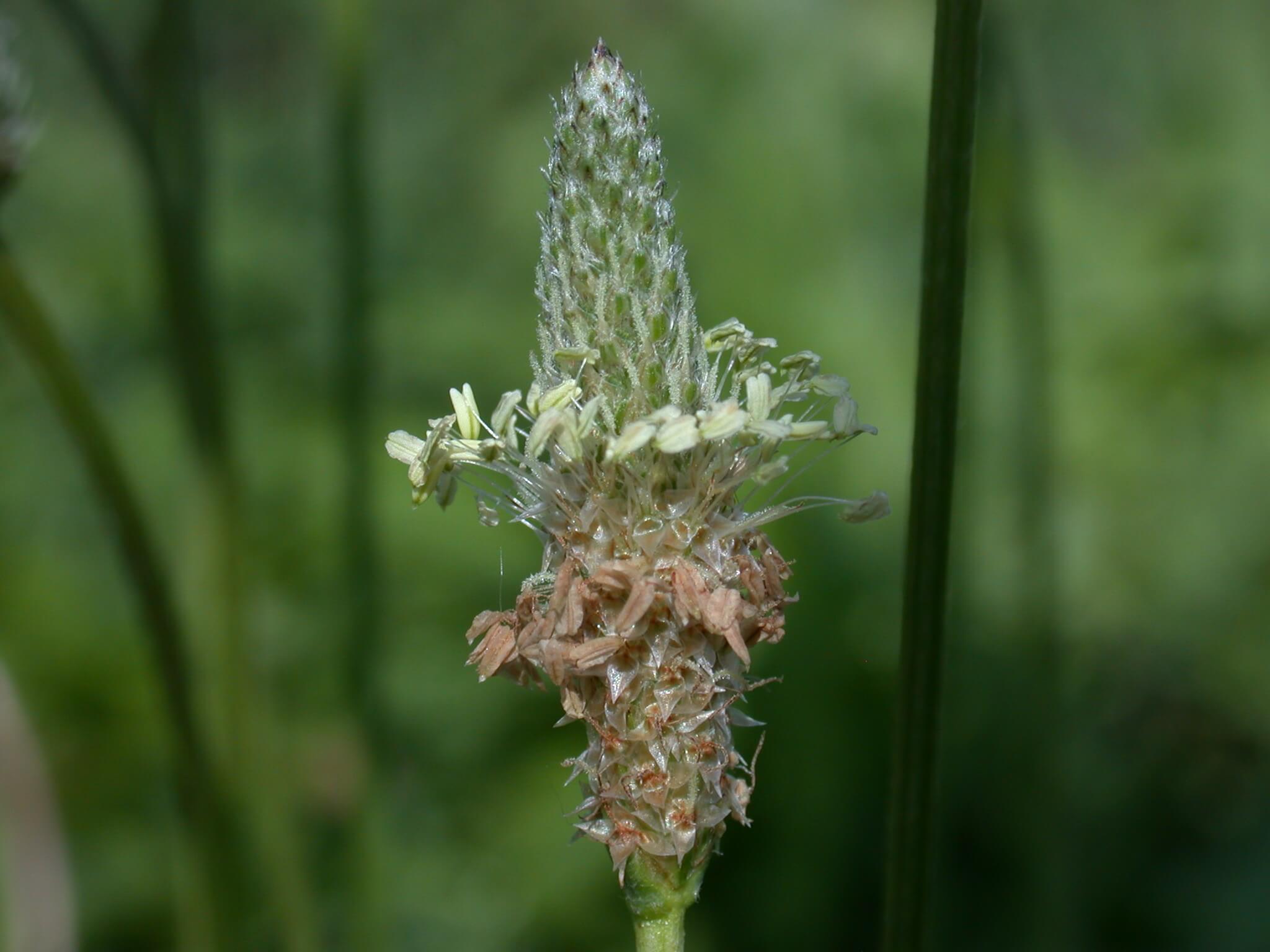 Broadleaf Plaintain Head