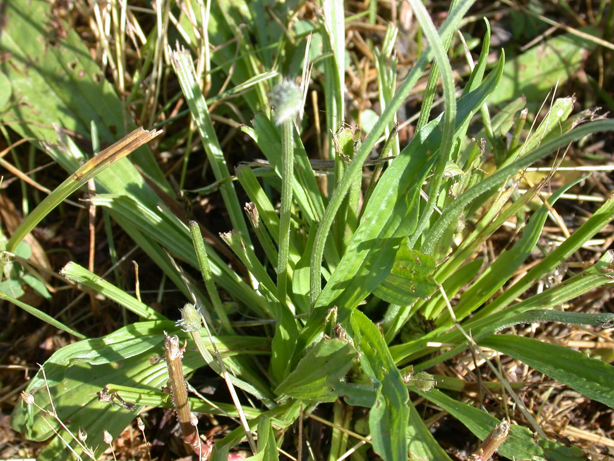 Broadleaf Plaintain Plant