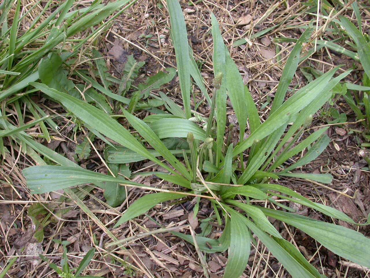 Broadleaf Plaintain Seedstalk