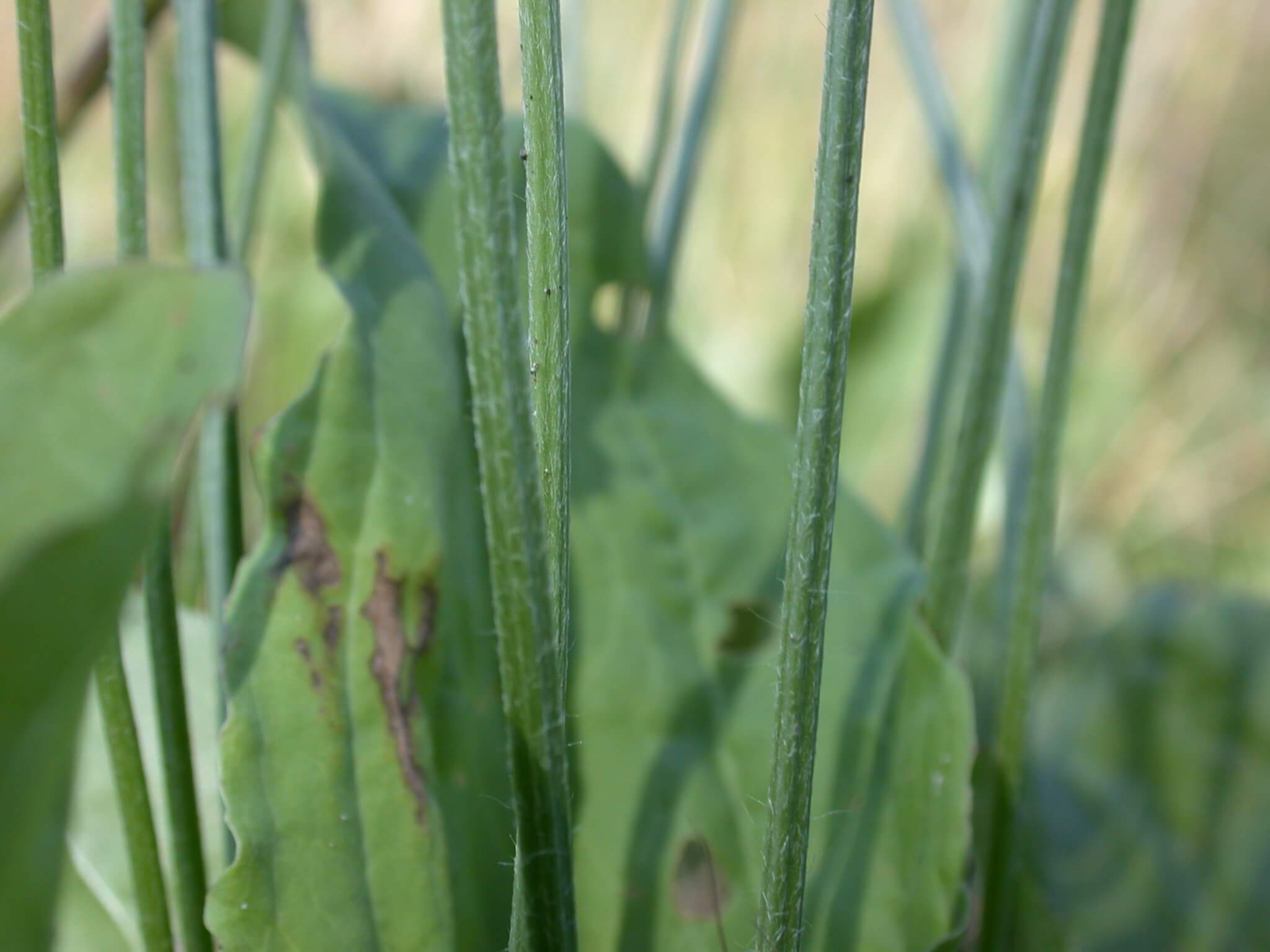 Broadleaf Plaintain Stem