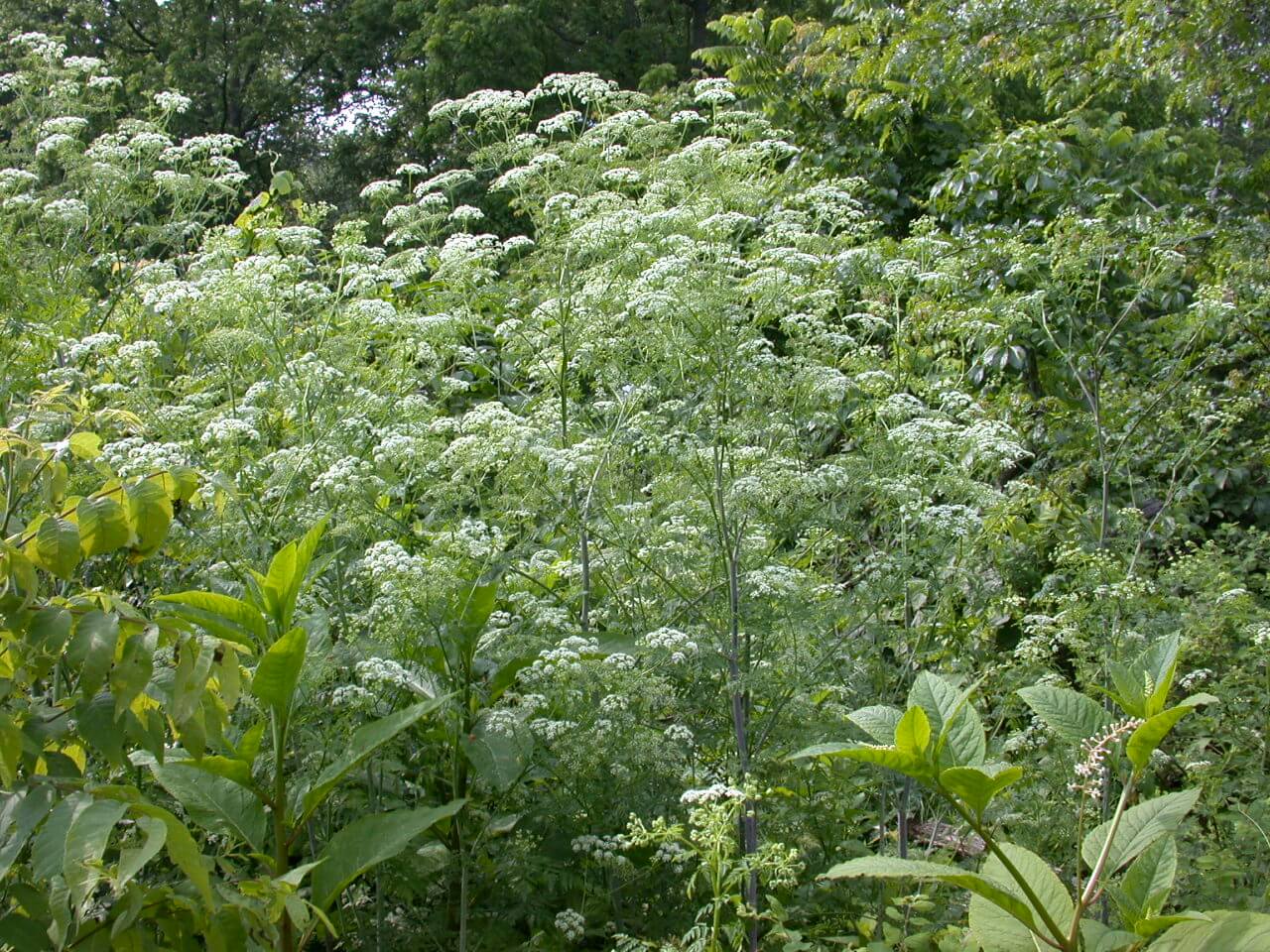 Poison Hemlock