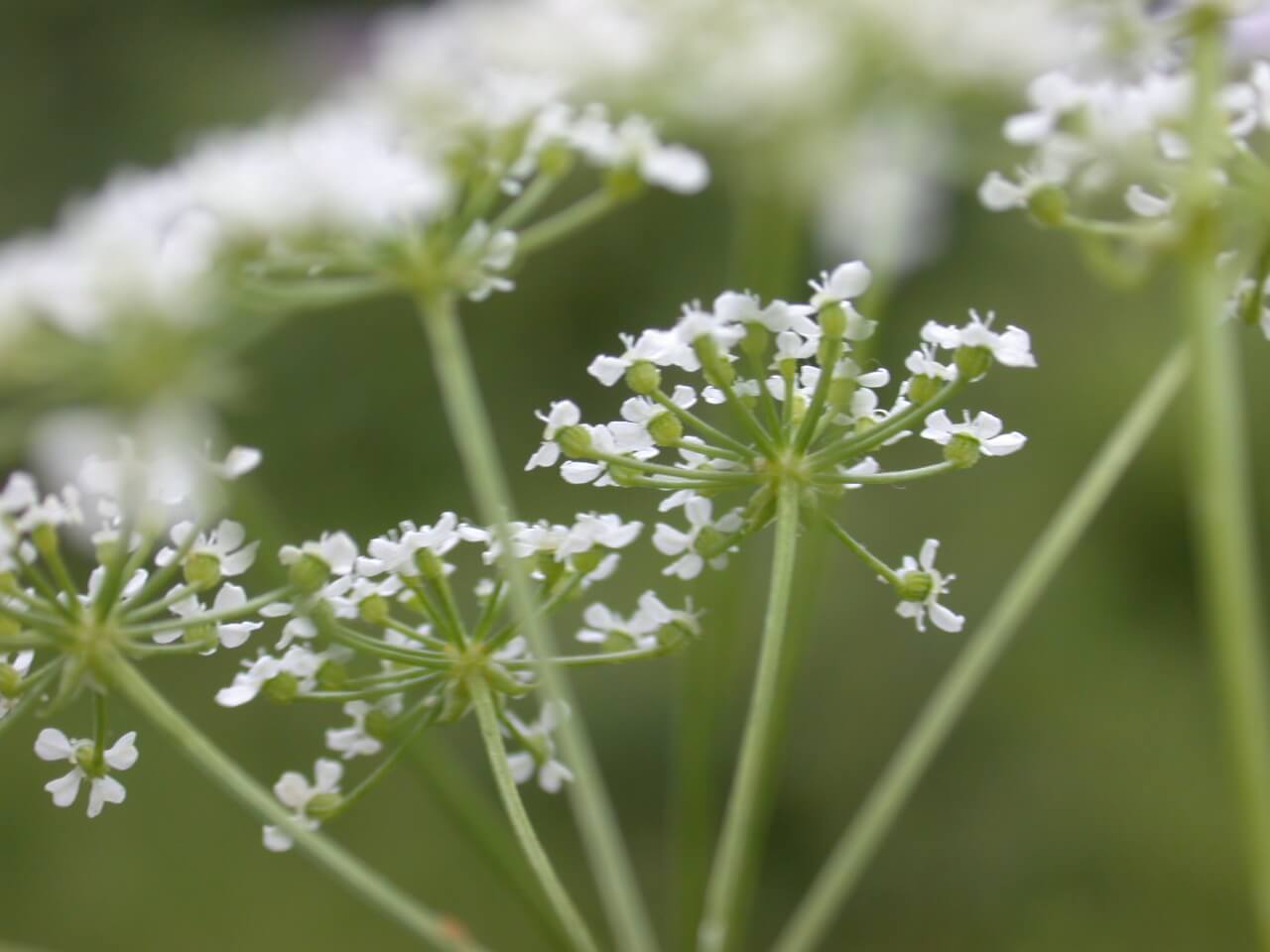 Poison hemlock blooms are white, dainty flowers.