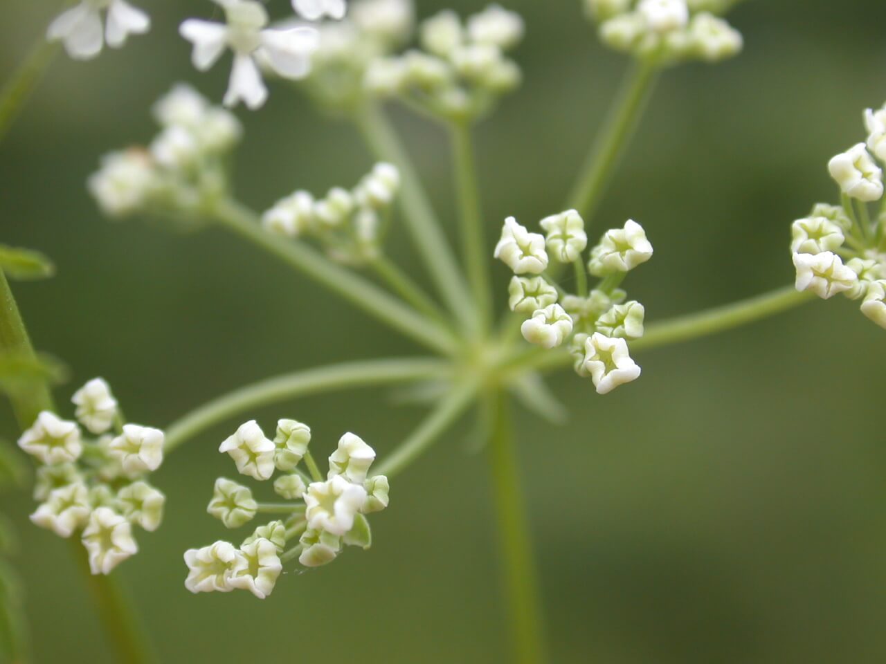 Poison hemlock blooms are white, dainty flowers.